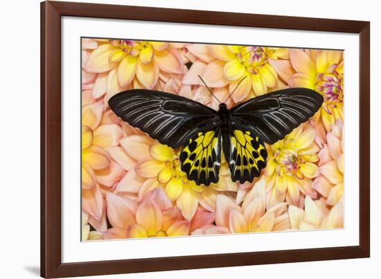 Birdwing Tropical Asian Butterfly on grouping of Golden Dahlias-Darrell Gulin-Framed Photographic Print