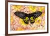 Birdwing Tropical Asian Butterfly on grouping of Golden Dahlias-Darrell Gulin-Framed Photographic Print