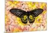 Birdwing Tropical Asian Butterfly on grouping of Golden Dahlias-Darrell Gulin-Mounted Photographic Print