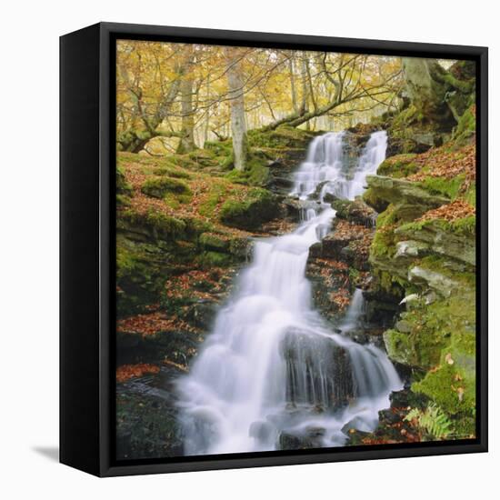 Birks of Aberfeldy, Tayside, Scotland, UK, Europe-Roy Rainford-Framed Stretched Canvas