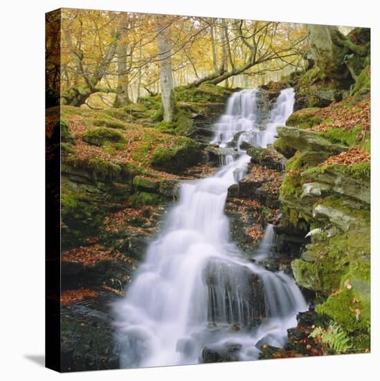 Birks of Aberfeldy, Tayside, Scotland, UK, Europe-Roy Rainford-Stretched Canvas