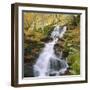 Birks of Aberfeldy, Tayside, Scotland, UK, Europe-Roy Rainford-Framed Premium Photographic Print