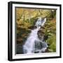 Birks of Aberfeldy, Tayside, Scotland, UK, Europe-Roy Rainford-Framed Premium Photographic Print