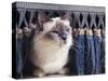 Birman Cat Amongst Tassles under Furniture-Adriano Bacchella-Stretched Canvas