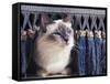 Birman Cat Amongst Tassles under Furniture-Adriano Bacchella-Framed Stretched Canvas