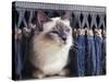 Birman Cat Amongst Tassles under Furniture-Adriano Bacchella-Stretched Canvas