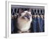 Birman Cat Amongst Tassles under Furniture-Adriano Bacchella-Framed Photographic Print