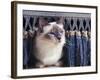 Birman Cat Amongst Tassles under Furniture-Adriano Bacchella-Framed Photographic Print