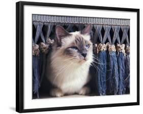 Birman Cat Amongst Tassles under Furniture-Adriano Bacchella-Framed Photographic Print