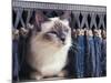 Birman Cat Amongst Tassles under Furniture-Adriano Bacchella-Mounted Photographic Print