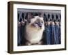 Birman Cat Amongst Tassles under Furniture-Adriano Bacchella-Framed Photographic Print