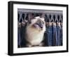 Birman Cat Amongst Tassles under Furniture-Adriano Bacchella-Framed Photographic Print