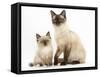 Birman-Cross Cat and Kitten-Mark Taylor-Framed Stretched Canvas