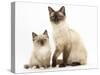 Birman-Cross Cat and Kitten-Mark Taylor-Stretched Canvas