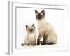 Birman-Cross Cat and Kitten-Mark Taylor-Framed Photographic Print