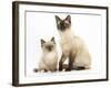 Birman-Cross Cat and Kitten-Mark Taylor-Framed Photographic Print