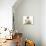 Birman-Cross Cat and Kitten-Mark Taylor-Photographic Print displayed on a wall