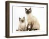 Birman-Cross Cat and Kitten-Mark Taylor-Framed Photographic Print