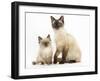 Birman-Cross Cat and Kitten-Mark Taylor-Framed Photographic Print