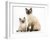Birman-Cross Cat and Kitten-Mark Taylor-Framed Photographic Print