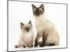 Birman-Cross Cat and Kitten-Mark Taylor-Mounted Photographic Print