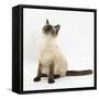 Birman-Cross Cat Looking Up-Mark Taylor-Framed Stretched Canvas