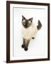 Birman-Cross Cat Looking Up-Mark Taylor-Framed Photographic Print