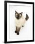 Birman-Cross Cat Looking Up-Mark Taylor-Framed Photographic Print