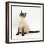 Birman-Cross Cat Looking Up-Mark Taylor-Framed Photographic Print