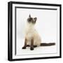 Birman-Cross Cat Looking Up-Mark Taylor-Framed Photographic Print