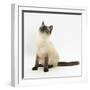 Birman-Cross Cat Looking Up-Mark Taylor-Framed Photographic Print