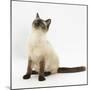 Birman-Cross Cat Looking Up-Mark Taylor-Mounted Photographic Print