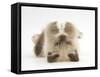 Birman-Cross Kitten Playfully Rolling-Mark Taylor-Framed Stretched Canvas