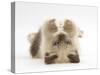 Birman-Cross Kitten Playfully Rolling-Mark Taylor-Stretched Canvas