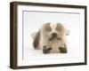 Birman-Cross Kitten Playfully Rolling-Mark Taylor-Framed Photographic Print