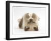 Birman-Cross Kitten Playfully Rolling-Mark Taylor-Framed Photographic Print