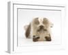 Birman-Cross Kitten Playfully Rolling-Mark Taylor-Framed Photographic Print