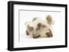 Birman-Cross Kitten Playfully Rolling-Mark Taylor-Framed Photographic Print