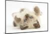 Birman-Cross Kitten Playfully Rolling-Mark Taylor-Mounted Photographic Print