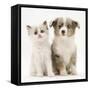 Birman-Cross Kitten Sitting with Blue Merle Shetland Sheepdog Pup-Jane Burton-Framed Stretched Canvas