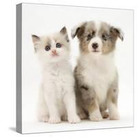 Birman-Cross Kitten Sitting with Blue Merle Shetland Sheepdog Pup-Jane Burton-Stretched Canvas