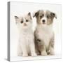 Birman-Cross Kitten Sitting with Blue Merle Shetland Sheepdog Pup-Jane Burton-Stretched Canvas