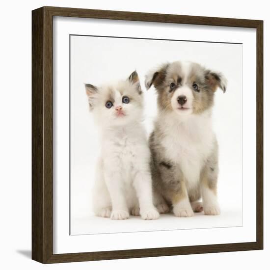 Birman-Cross Kitten Sitting with Blue Merle Shetland Sheepdog Pup-Jane Burton-Framed Photographic Print