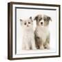 Birman-Cross Kitten Sitting with Blue Merle Shetland Sheepdog Pup-Jane Burton-Framed Photographic Print