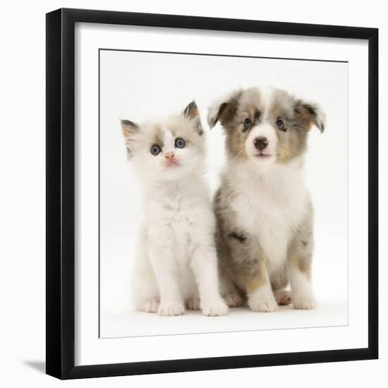 Birman-Cross Kitten Sitting with Blue Merle Shetland Sheepdog Pup-Jane Burton-Framed Photographic Print