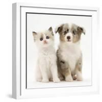 Birman-Cross Kitten Sitting with Blue Merle Shetland Sheepdog Pup-Jane Burton-Framed Photographic Print