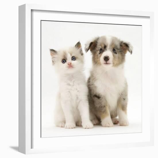 Birman-Cross Kitten Sitting with Blue Merle Shetland Sheepdog Pup-Jane Burton-Framed Photographic Print