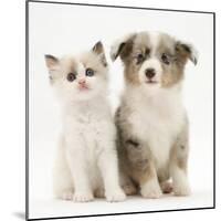 Birman-Cross Kitten Sitting with Blue Merle Shetland Sheepdog Pup-Jane Burton-Mounted Photographic Print