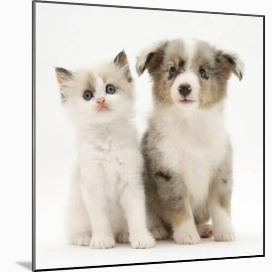 Birman-Cross Kitten Sitting with Blue Merle Shetland Sheepdog Pup-Jane Burton-Mounted Photographic Print