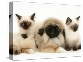 Birman-Cross Kittens with Pekingese Puppy-Jane Burton-Stretched Canvas